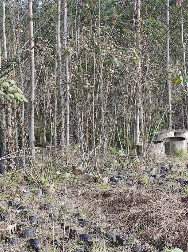 木芙蓉福建漳州基地直发木芙蓉