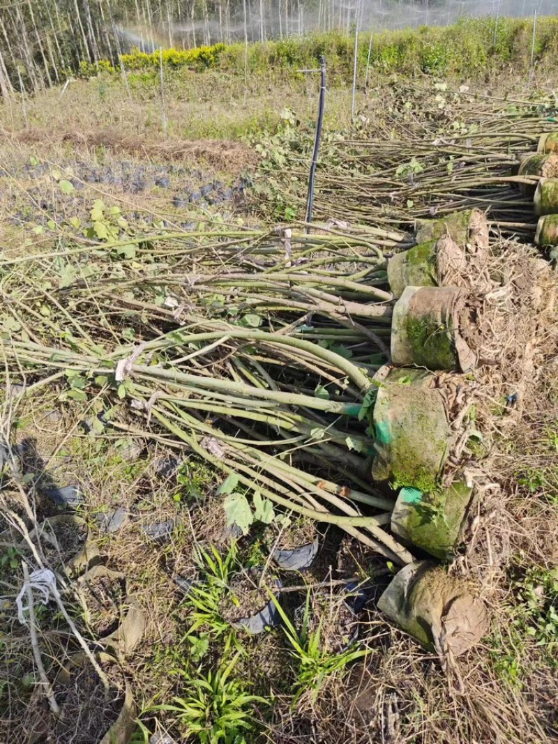 木芙蓉福建漳州基地直发木芙蓉