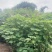 木芙蓉福建漳州基地直发木芙蓉