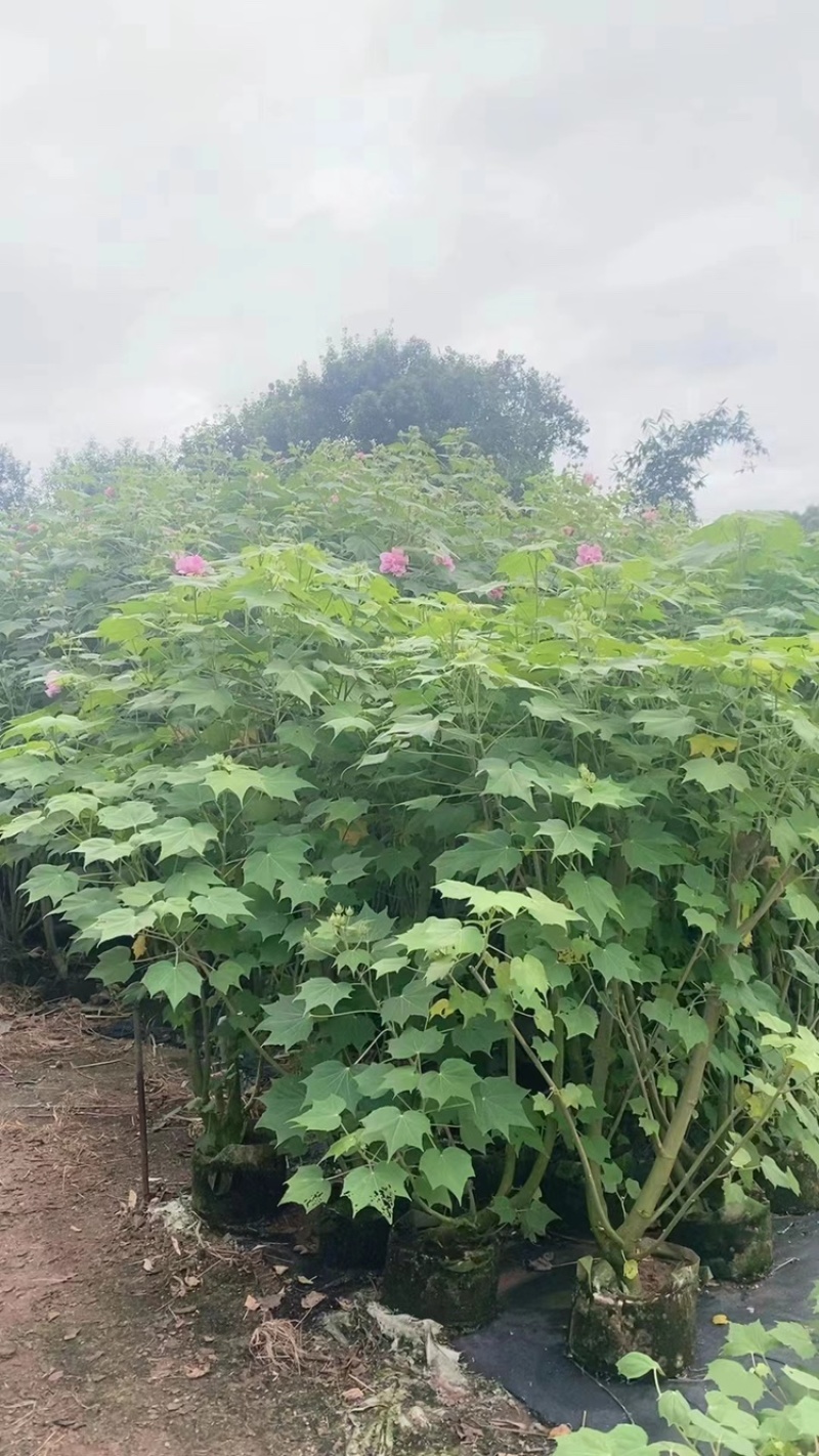 木芙蓉福建漳州基地直发木芙蓉