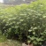 木芙蓉福建漳州基地直发木芙蓉