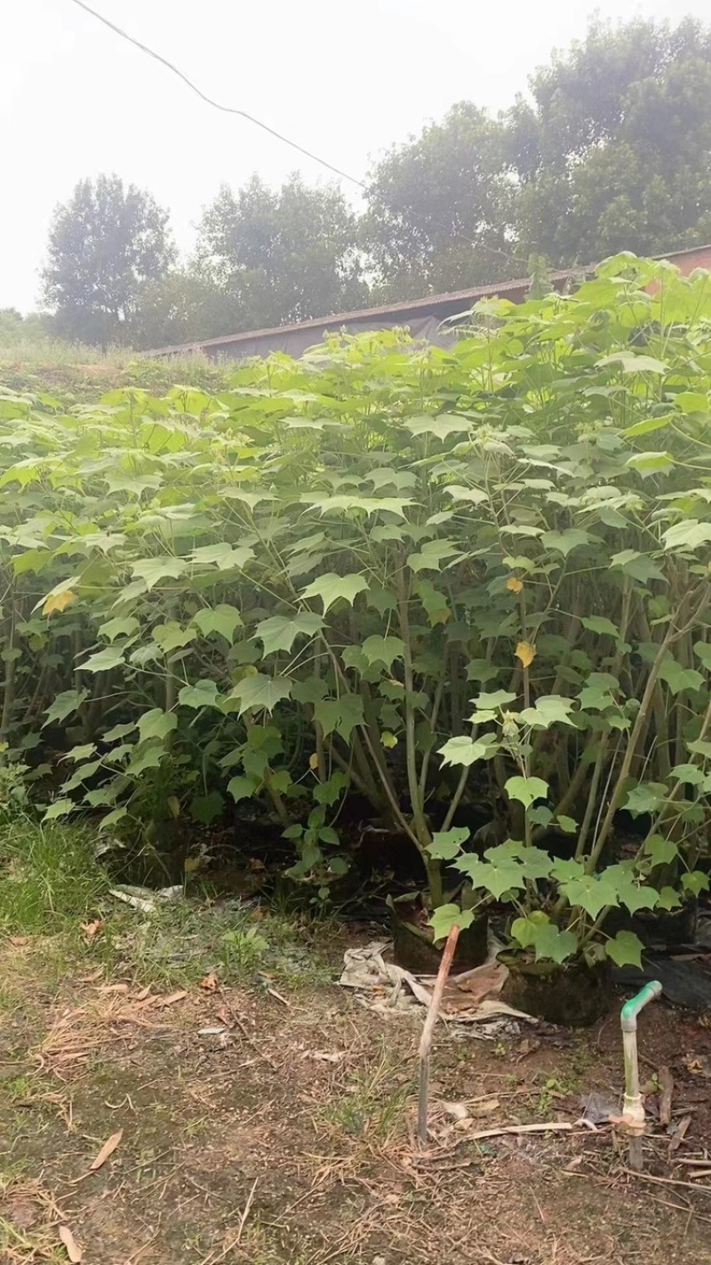 木芙蓉福建漳州基地直发木芙蓉