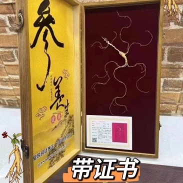 长白山野山参林下参干参人参16年参龄带证书批发直销