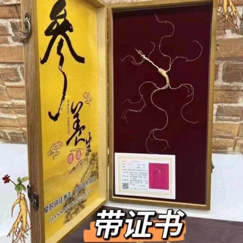 长白山野山参林下参干参人参16年参龄带证书批发直销