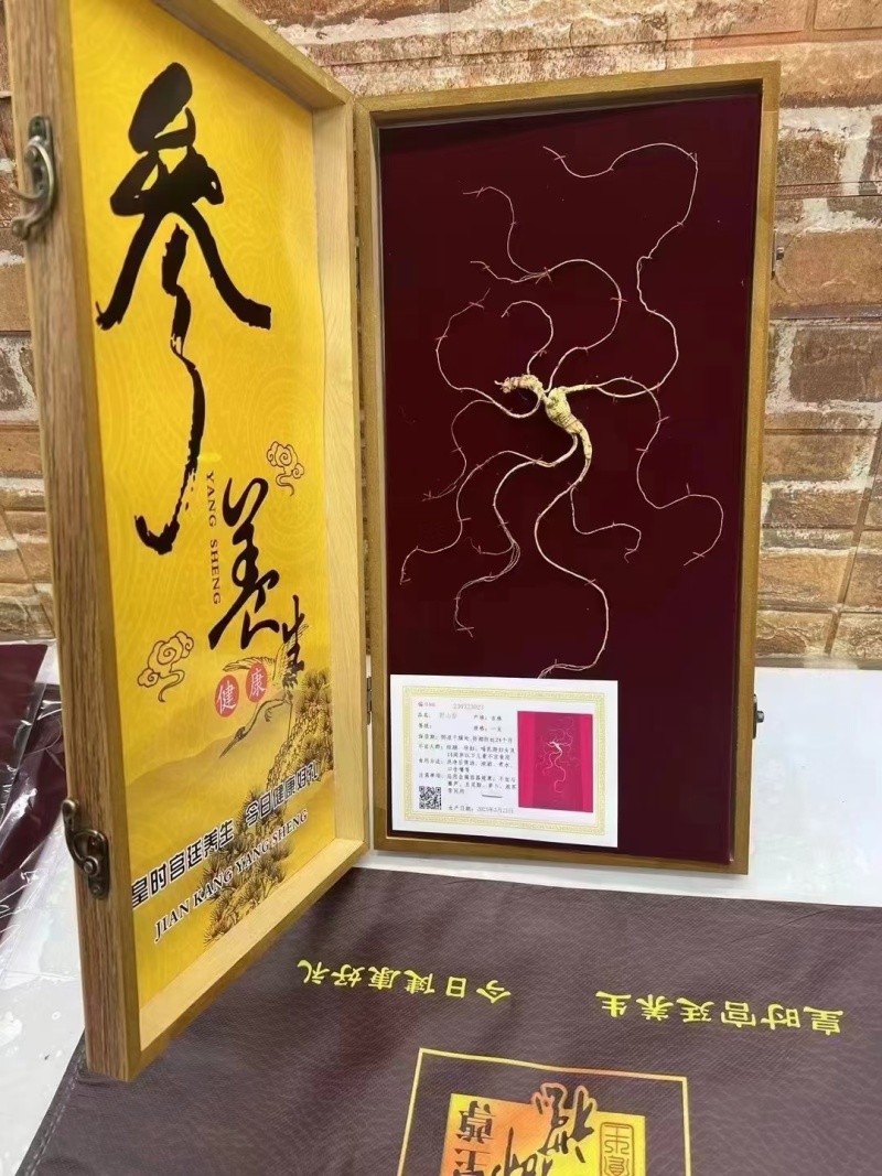 长白山野山参林下参干参人参16年参龄带证书批发直销