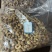 腰果，非洲。未加工，加工后的。源头工厂。