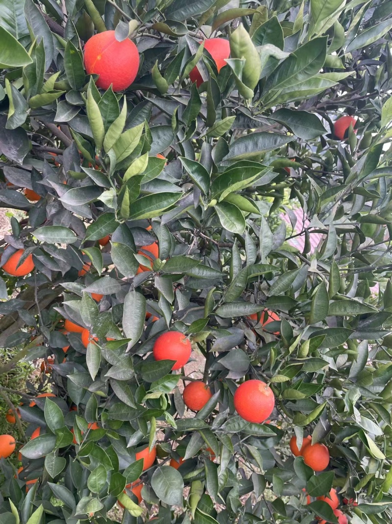 塔罗科血橙产地直发质量保证价格低可视频看货