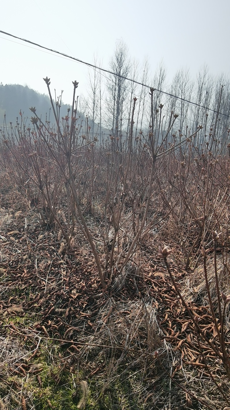 黄花杜鹃