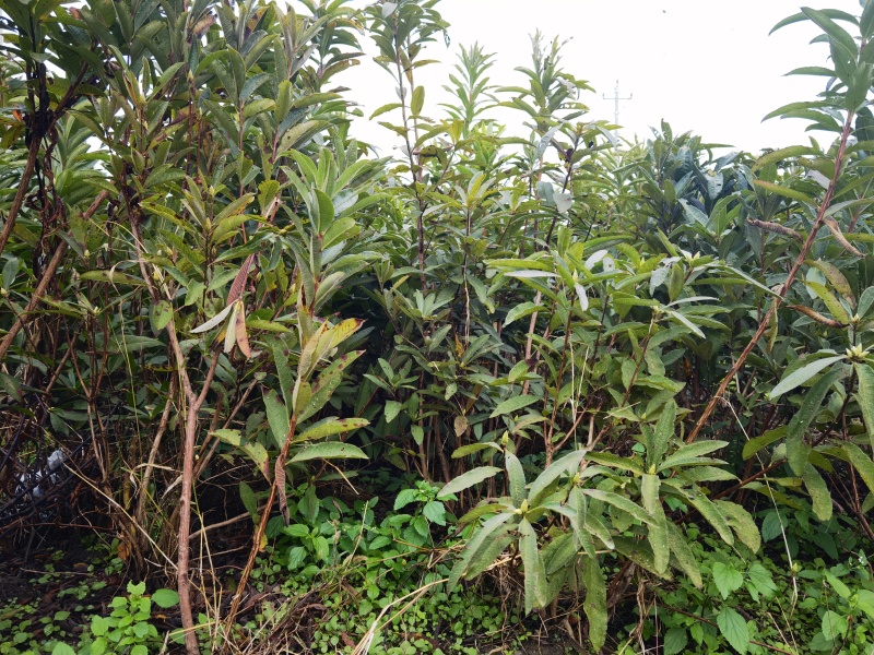 黄花杜鹃