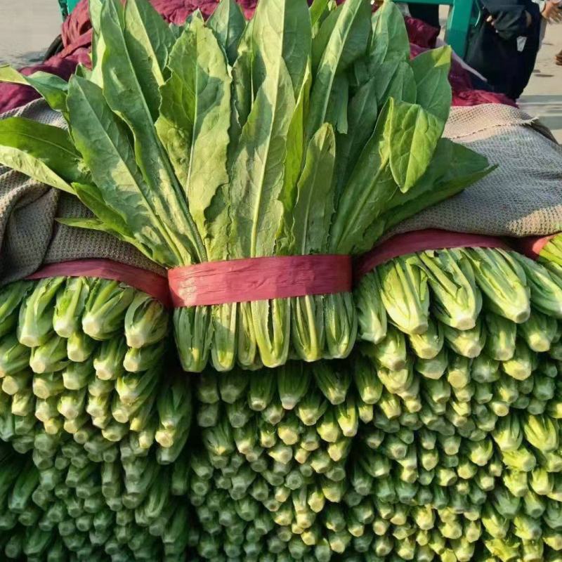 精品油麦菜河北大棚油麦菜承接商超社团配菜全国发货