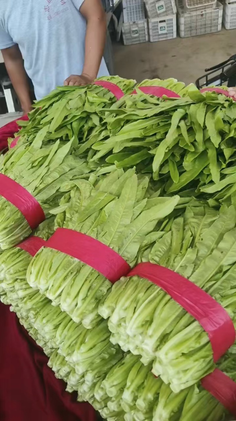 精品油麦菜河北大棚油麦菜承接商超社团配菜全国发货