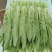 精品油麦菜河北大棚油麦菜承接商超社团配菜全国发货