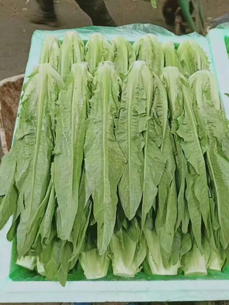 精品油麦菜河北大棚油麦菜承接商超社团配菜全国发货