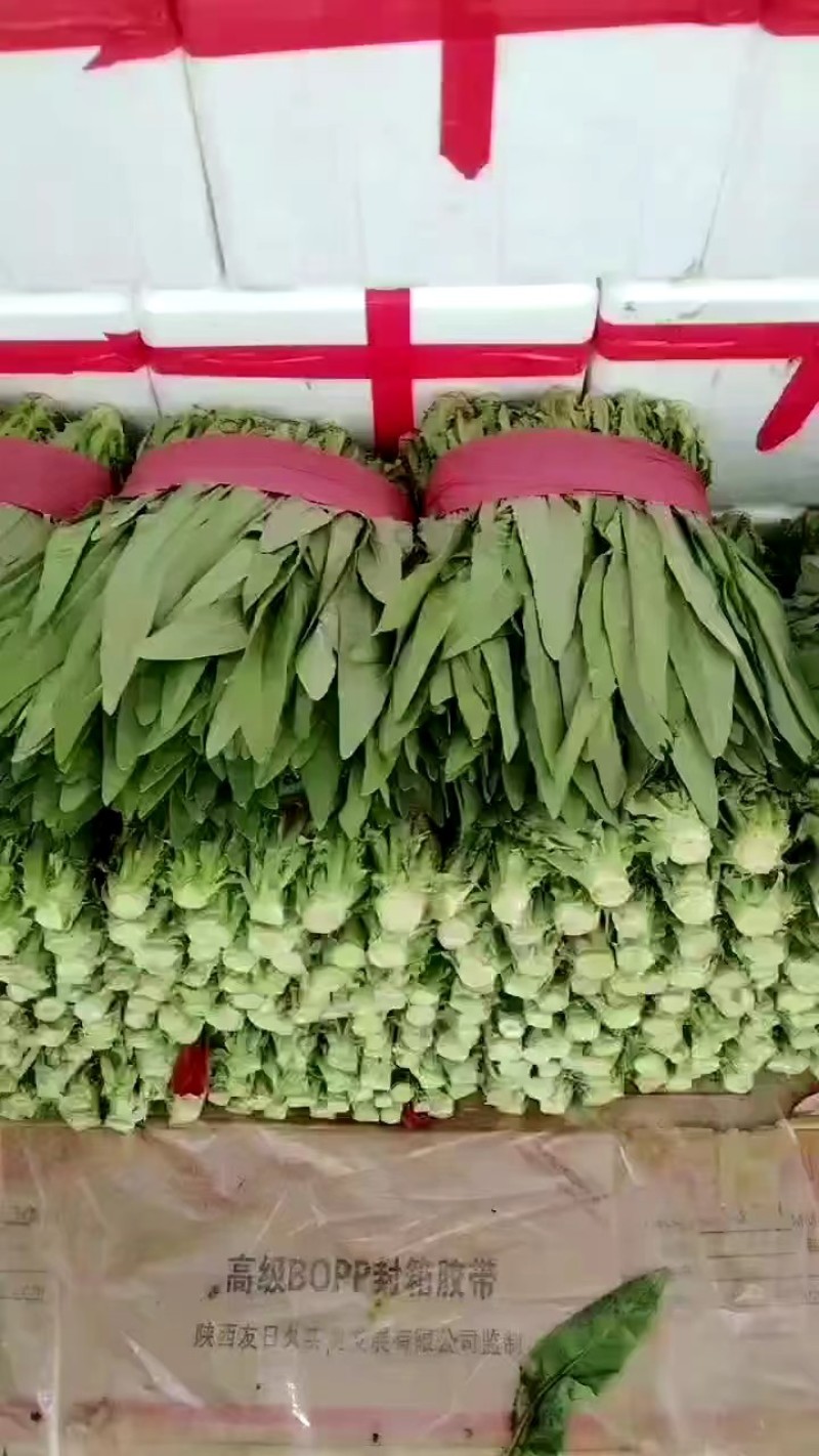 精品油麦菜河北大棚油麦菜承接商超社团配菜全国发货