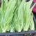 精品油麦菜河北大棚油麦菜承接商超社团配菜全国发货