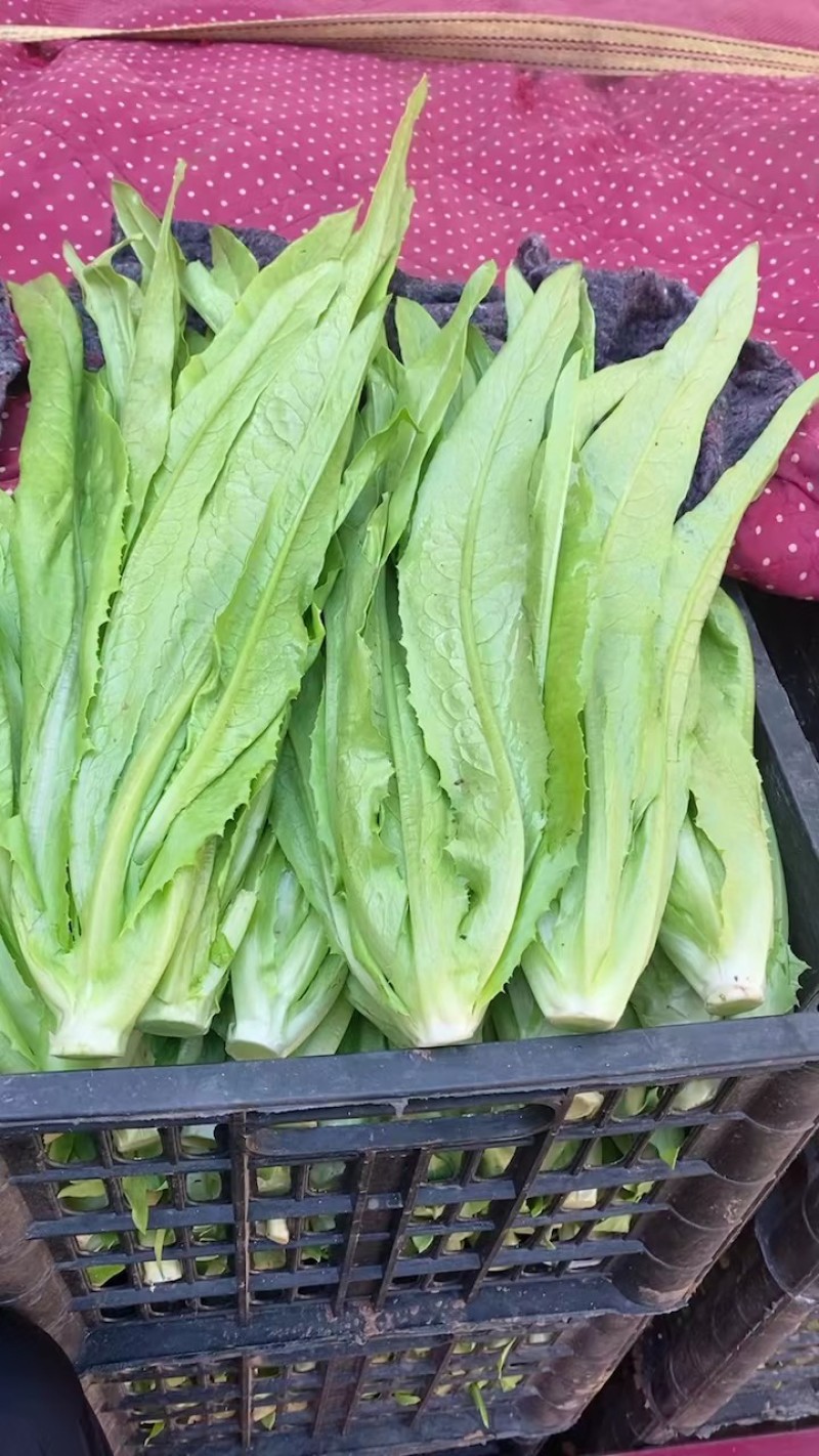 精品油麦菜河北大棚油麦菜承接商超社团配菜全国发货