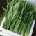 精品油麦菜河北大棚油麦菜承接商超社团配菜全国发货