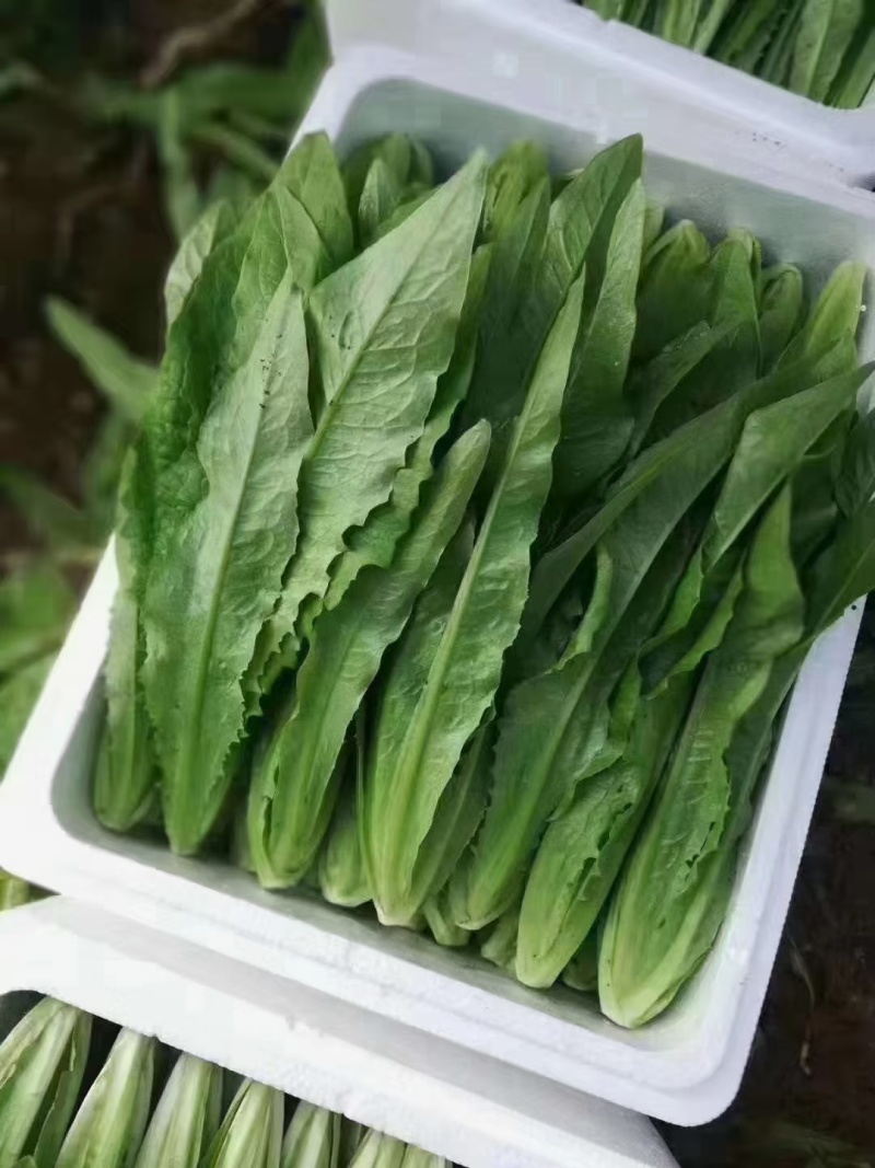 精品油麦菜河北大棚油麦菜承接商超社团配菜全国发货