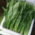 精品油麦菜河北大棚油麦菜承接商超社团配菜全国发货
