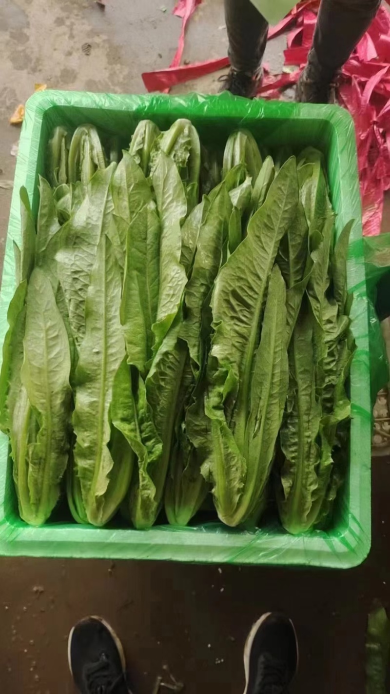 精品油麦菜河北大棚油麦菜承接商超社团配菜全国发货