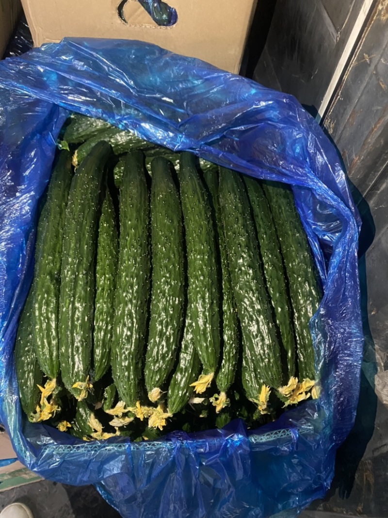 河南黄瓜，密刺黄瓜黑条油量青肉，万亩蔬菜种植基地货源充足