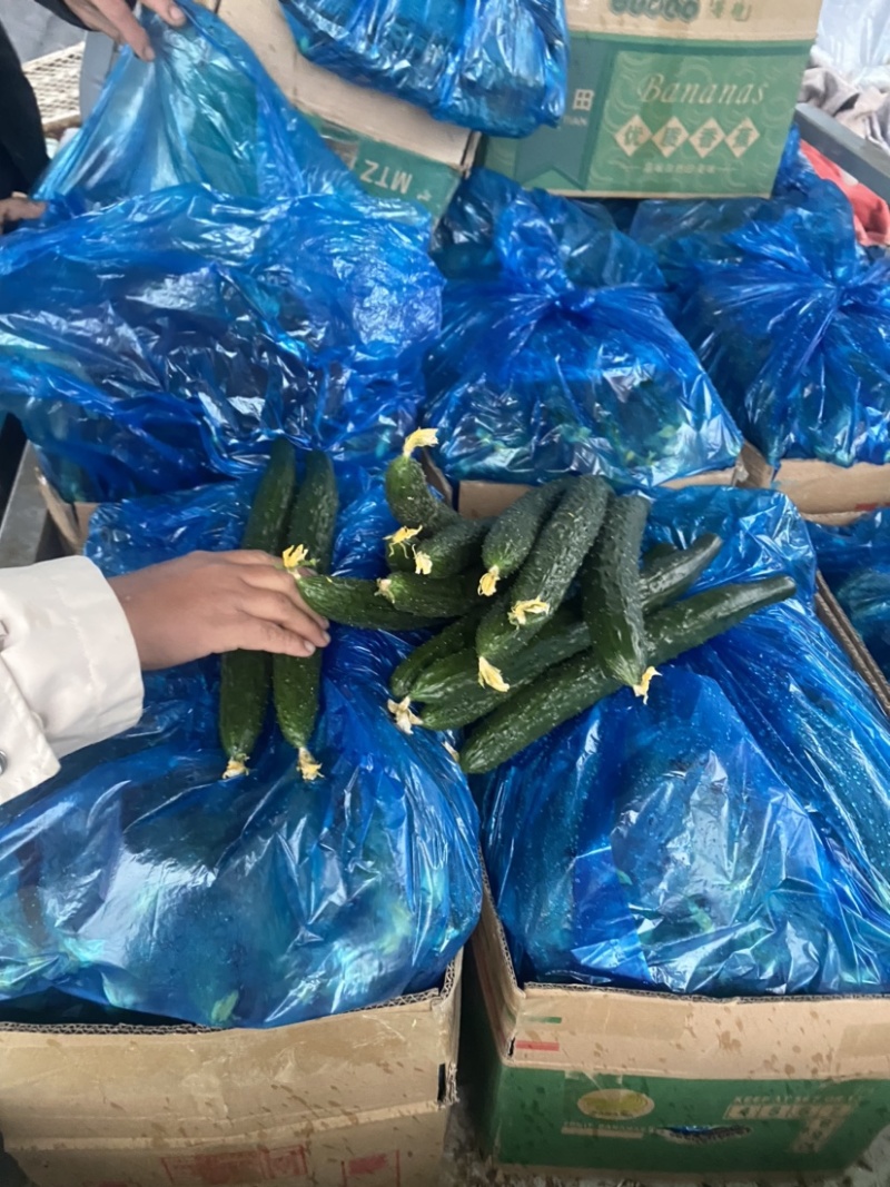 河南黄瓜，密刺黄瓜黑条油量青肉，万亩蔬菜种植基地货源充足