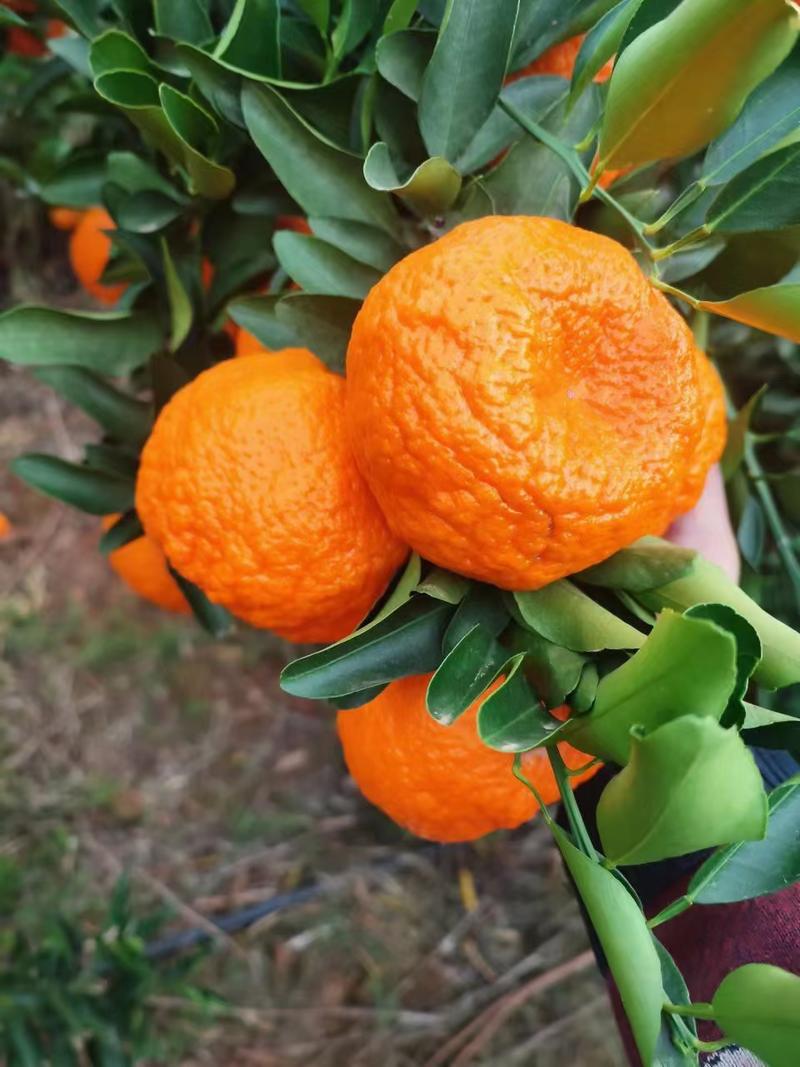 宾川一年好景君须记，最是橙黄橘绿时。又到了吃柑橘的季节，