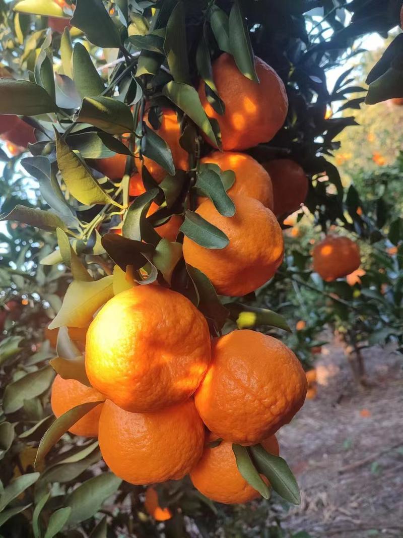 宾川一年好景君须记，最是橙黄橘绿时。又到了吃柑橘的季节，