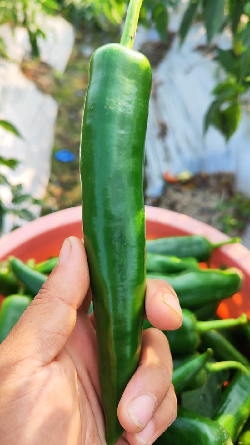 青椒