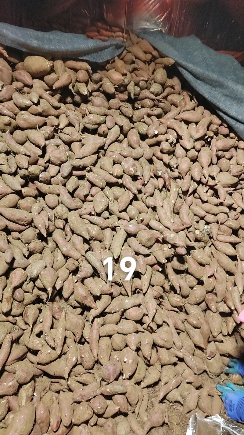 沙地红薯存白心19