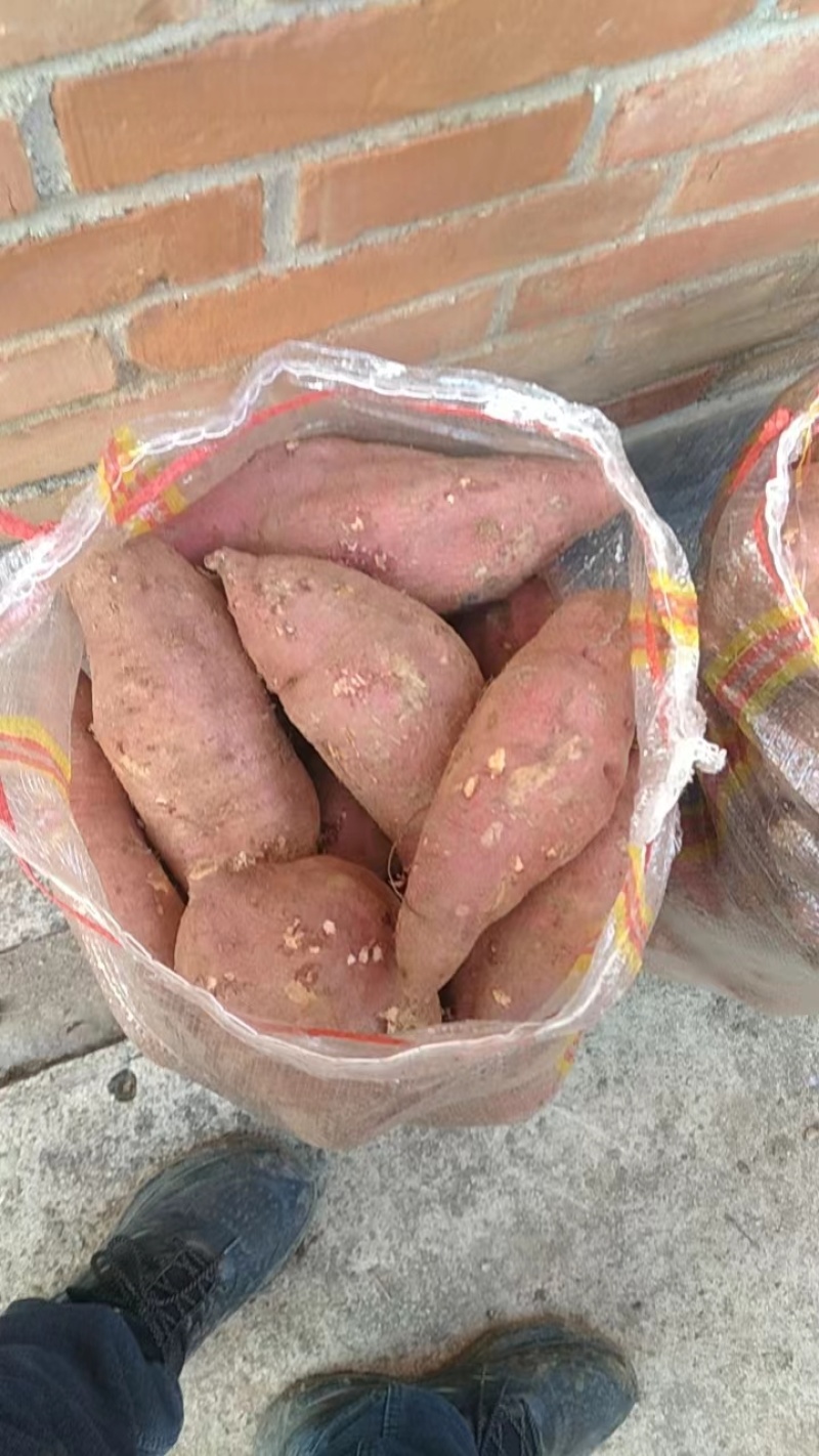 白心红薯