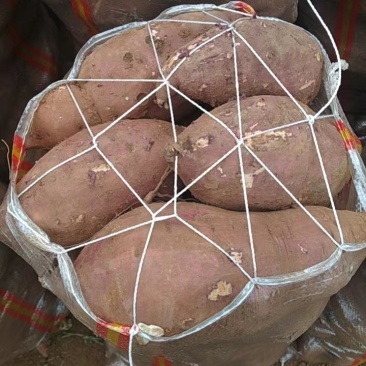 白心红薯