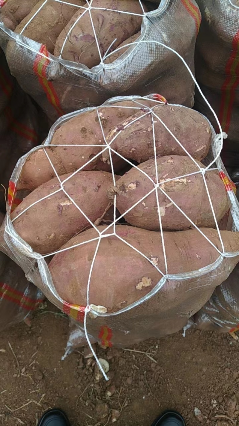 白心红薯