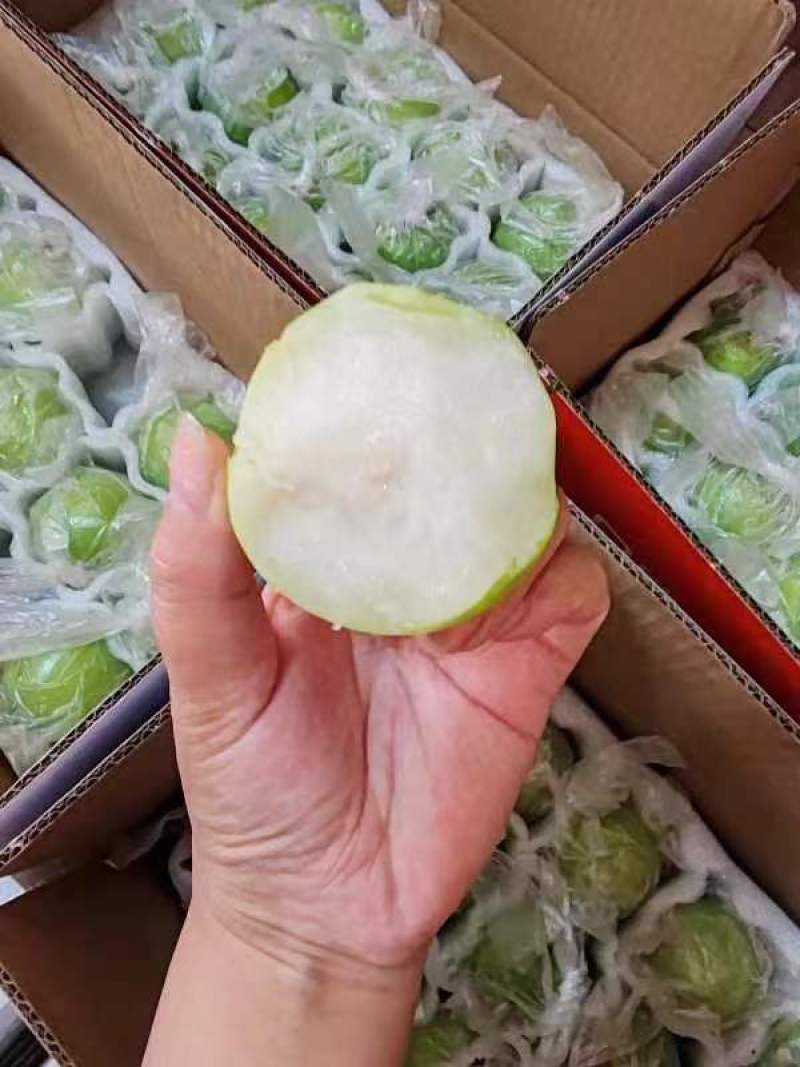 青枣牛奶枣苹果枣脆枣口感脆甜大量上市产地直销