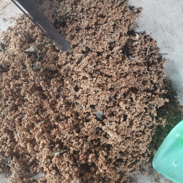 枇杷花茶，枇杷花串！水果苗！枇杷反光纸套袋