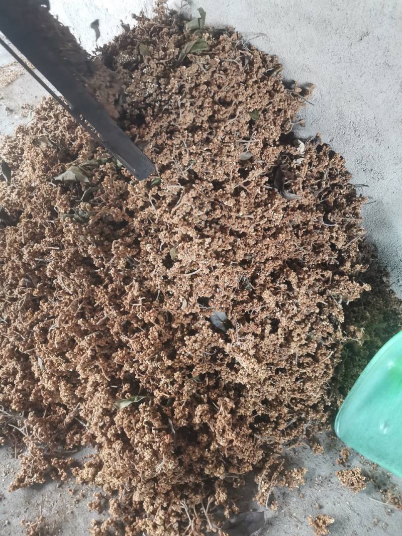 枇杷花茶，枇杷花串！水果苗！枇杷反光纸套袋