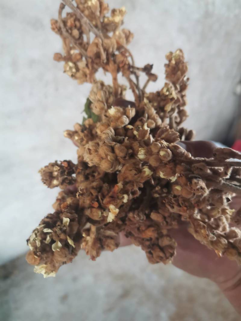 枇杷花茶，枇杷花串！水果苗！枇杷反光纸套袋