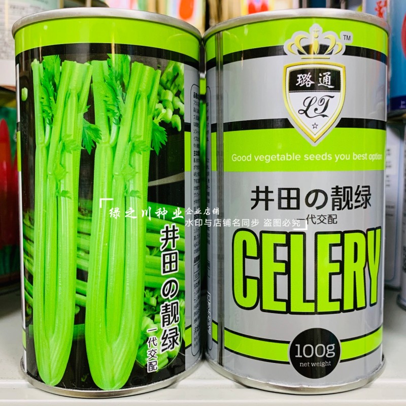 优质芹菜新品种井田靓绿芹菜种子高产抗病耐低温西芹种子