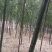 雷竹笋