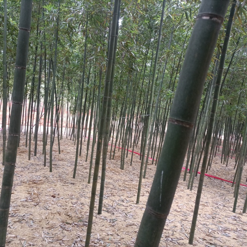 雷竹笋