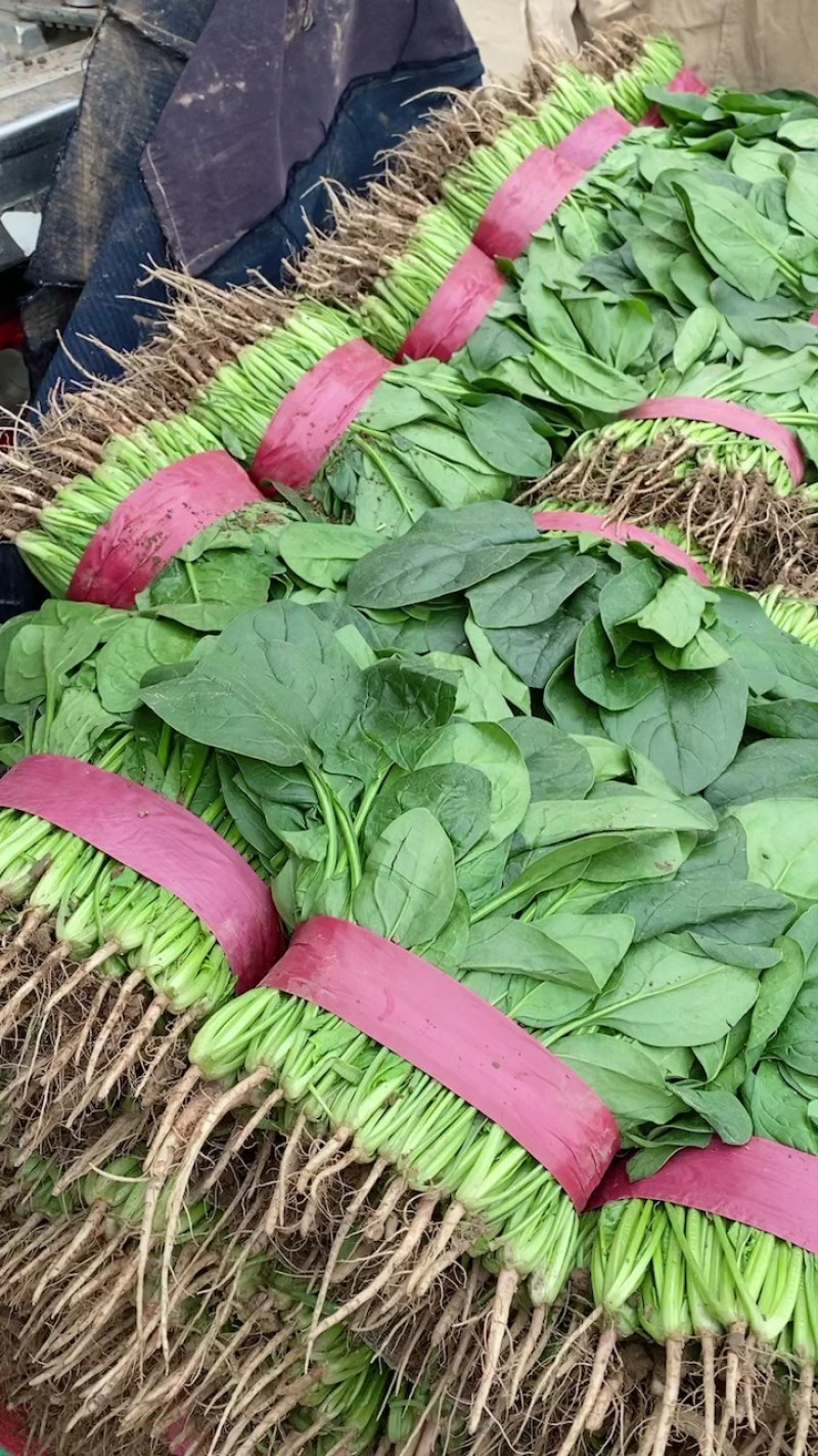 大叶菠菜河北越冬菠菜规格齐全承接商超社团配菜代发