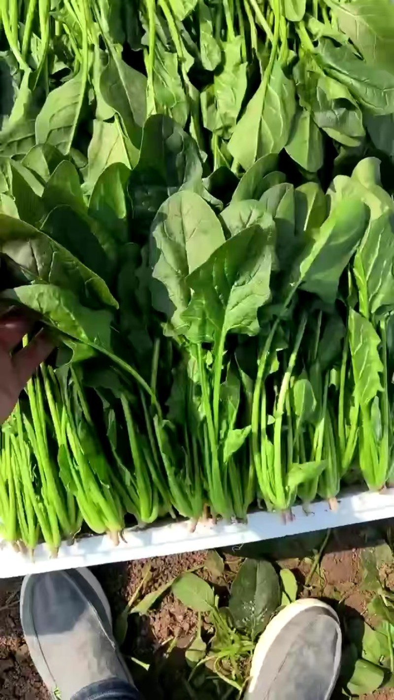 大叶菠菜河北越冬菠菜规格齐全承接商超社团配菜代发