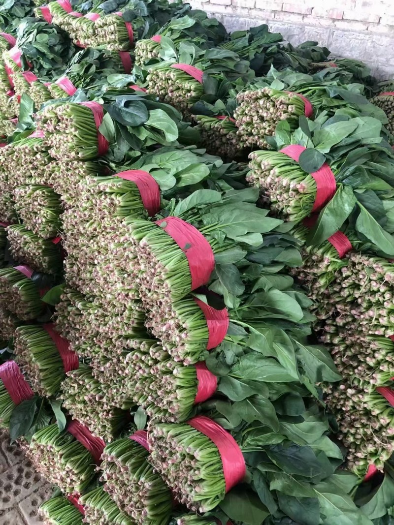 大叶菠菜河北越冬菠菜规格齐全承接商超社团配菜代发