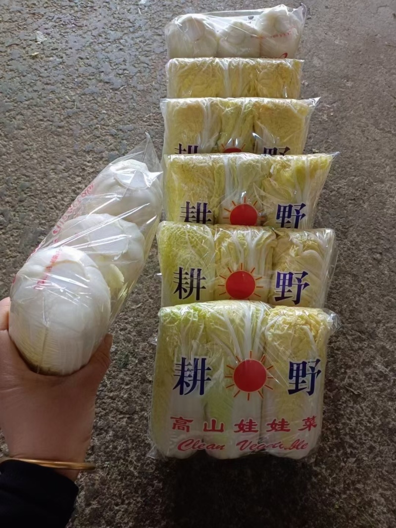 精品娃娃菜高山大娃娃菜货源充足代收代发代加工全国