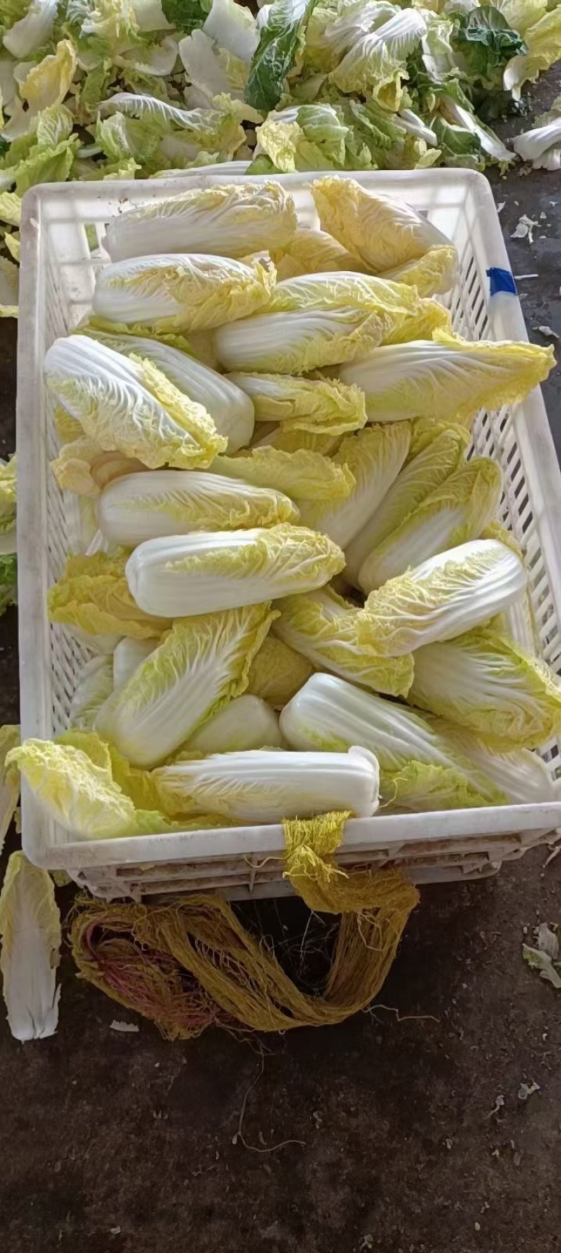 精品娃娃菜高山大娃娃菜货源充足代收代发代加工全国