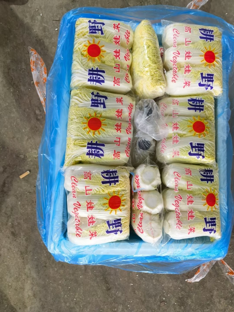 精品娃娃菜高山大娃娃菜货源充足代收代发代加工全国