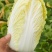 精品娃娃菜高山大娃娃菜货源充足代收代发代加工全国