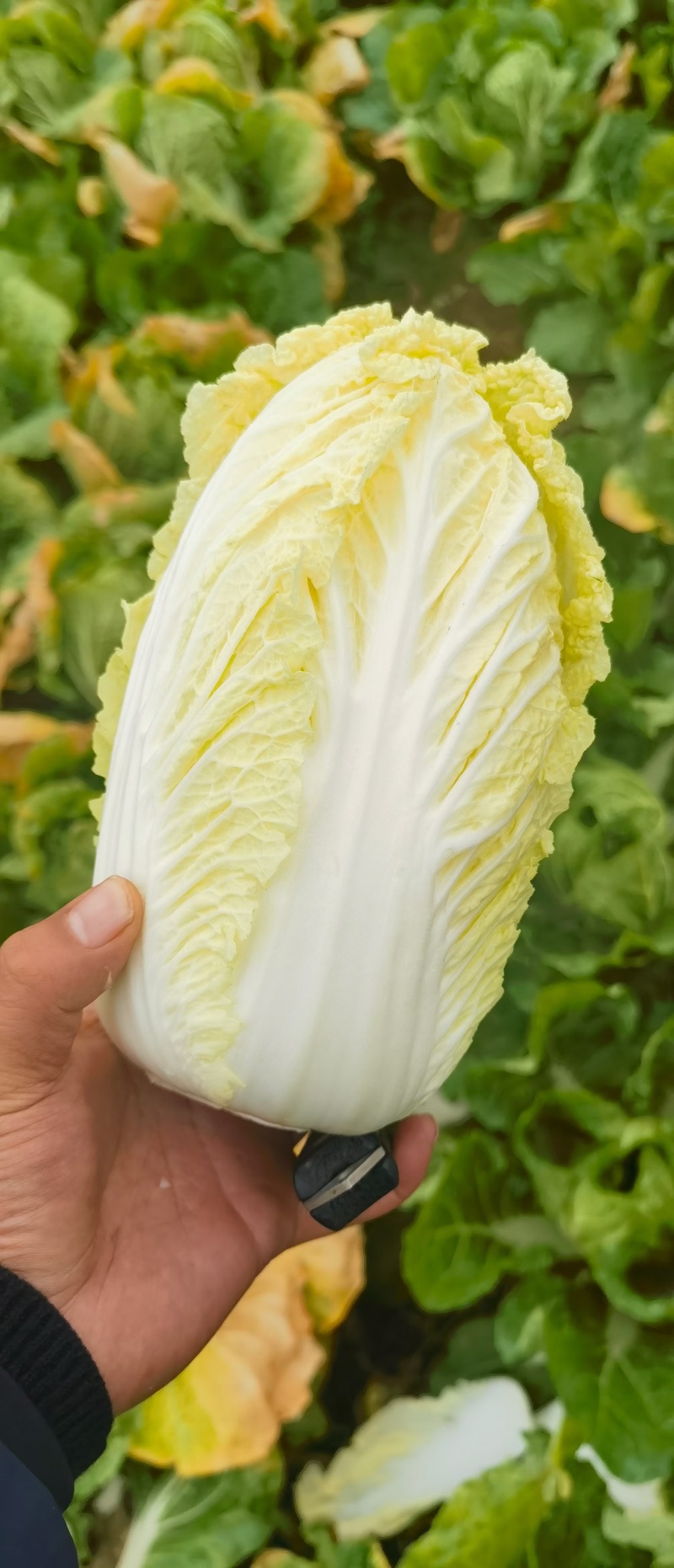 精品娃娃菜高山大娃娃菜货源充足代收代发代加工全国