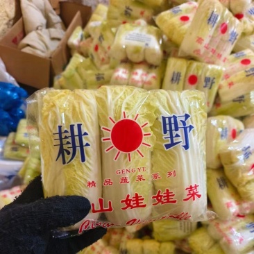 精品娃娃菜高山大娃娃菜货源充足代收代发代加工全国
