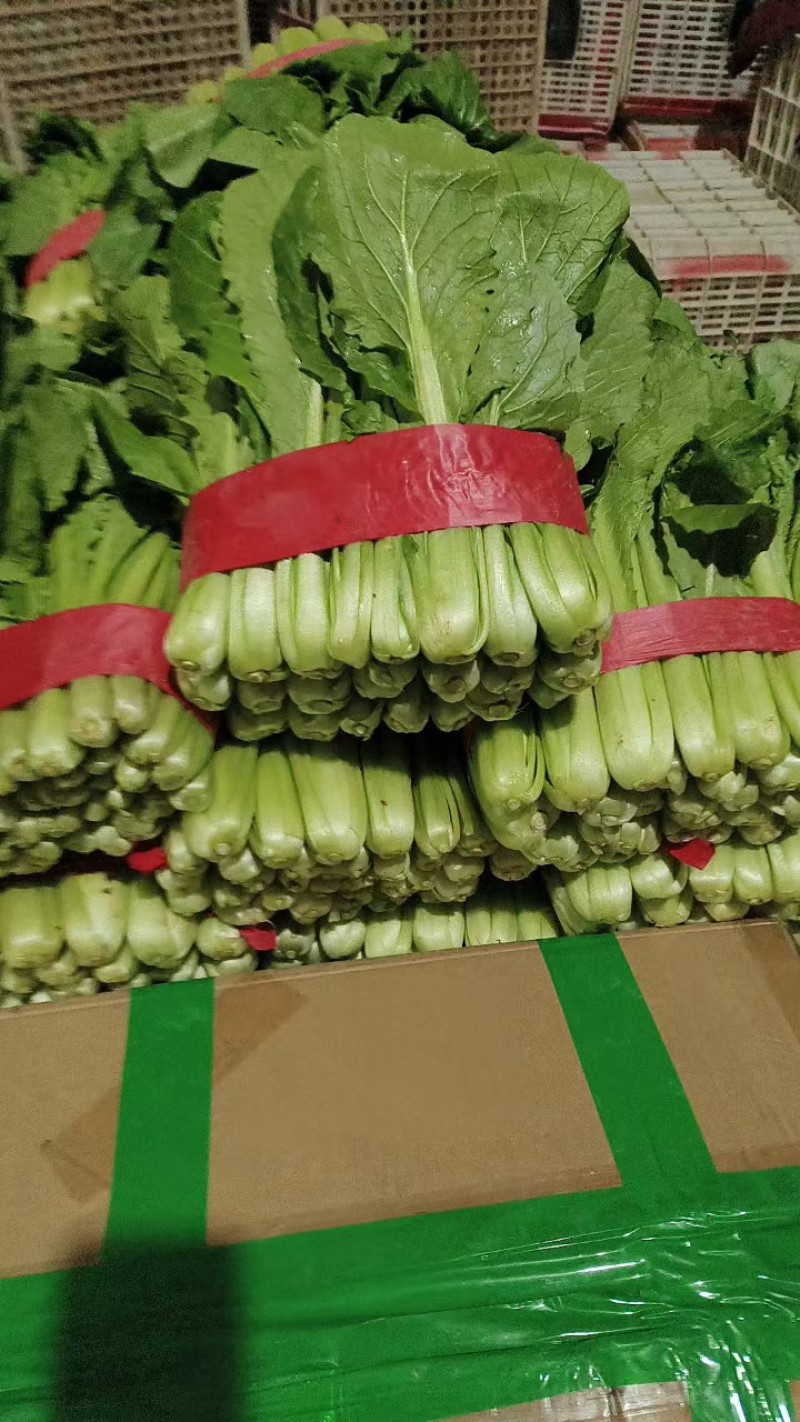 小白菜河北大棚青小白菜，承接商超社团配配货品种齐全